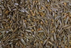 viterra® Futter, Saatgut