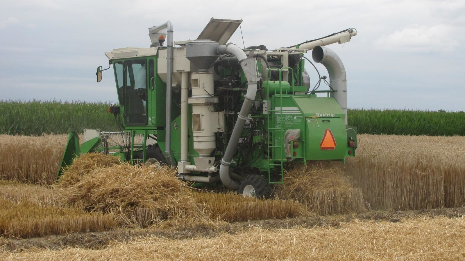Drusch Wintertriticale Haldrup