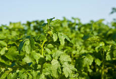 Gelbsenf LUCIDA, Grüner Bestand