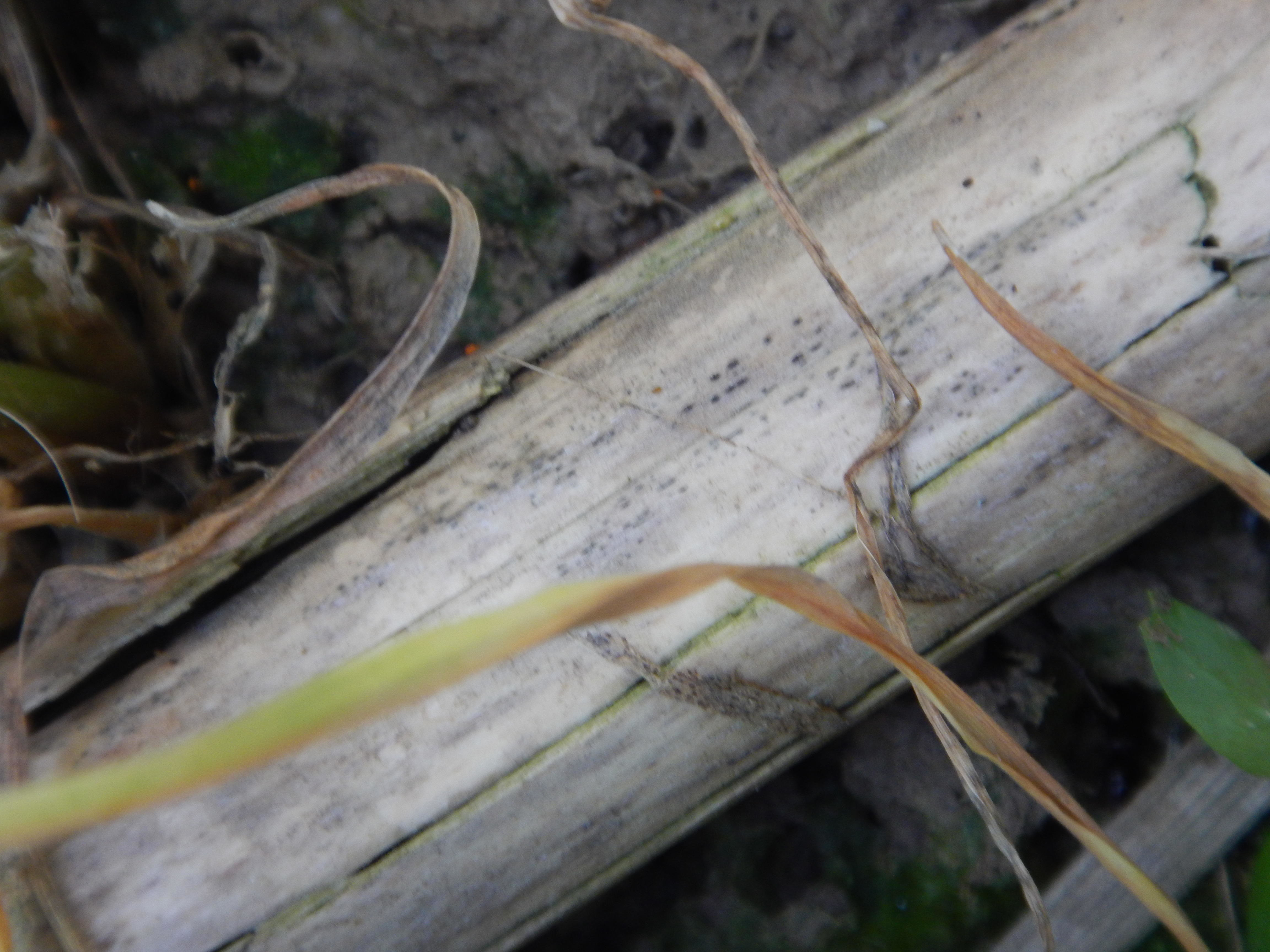 Infektionsherd für Fusarium