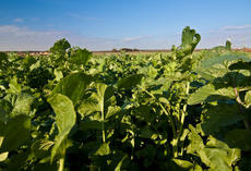 Ölrettich AGRONOM, wüchsiger Bestand