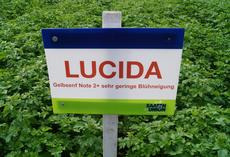 Nematodenresistenter Gelbsenf LUCIDA, Feldschild
