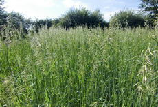 Rauhafer TRADEX, Bestand