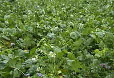 Bestand Mais Struktur.jpg