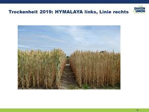 HYMALAYA ist trockenresistenter