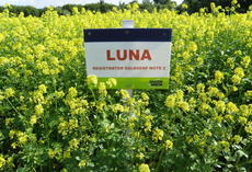 Nematodenresistenter Gelbsenf LUNA, Feldschild