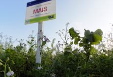 viterra ® Mais, Feldschild