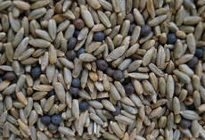 viterra ® Wickroggen, Saatgut