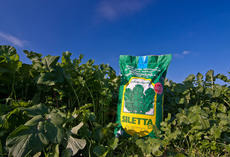 Ölrettich Siletta Nova, Sack auf Feld