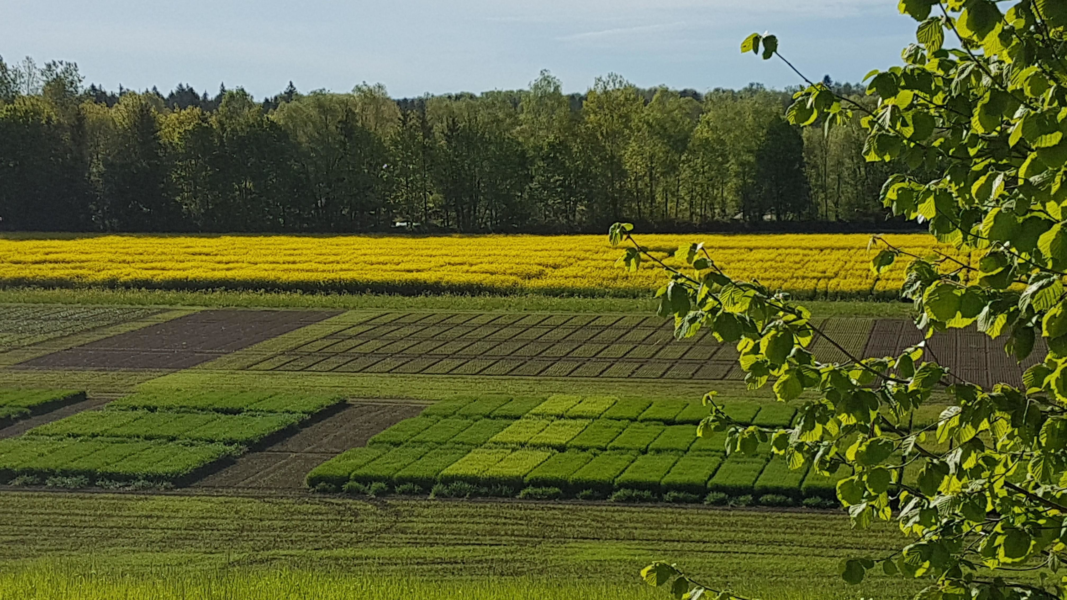 Demoanlage im Frühling