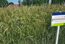 viterra® Wickroggen, Feldschild vor Bestand