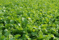 viterra ® Mais, Bestand