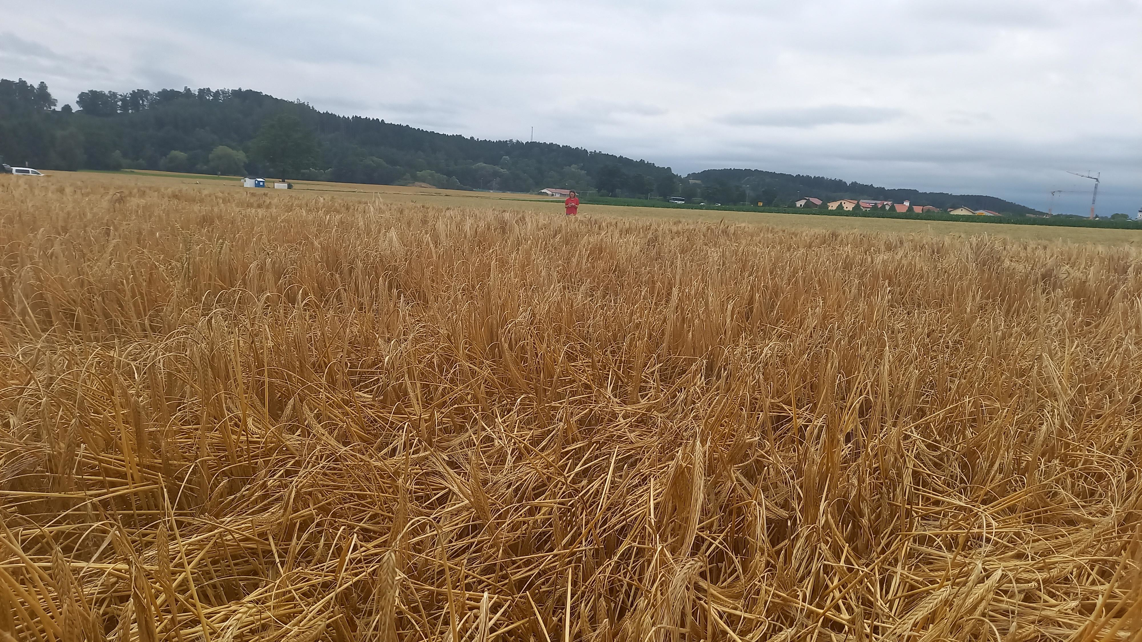 2021_letzte Bonituren vor dem Drusch