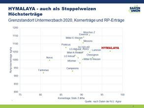 Stoppelweizeneignung