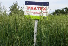 Rauhafer PRATEX, Feldschild vor Bestand