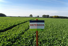 Multiresistenter Ölrettich DEFENDER, Feldschild