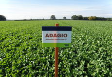 Nematodenresistenter Ölrettich ADAGIO, Feldschild