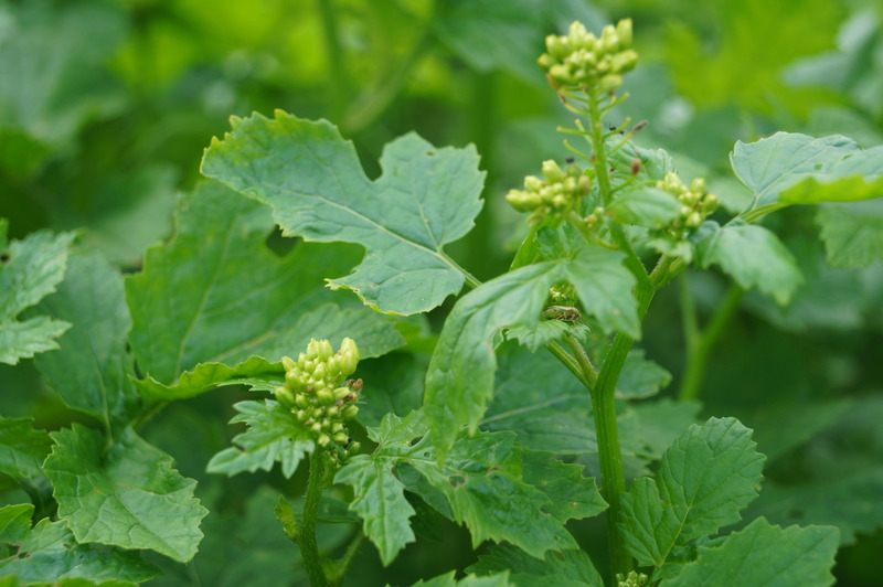 FORUM (Reduktion von Rübenzysten-Nematoden, Gründüngung ...