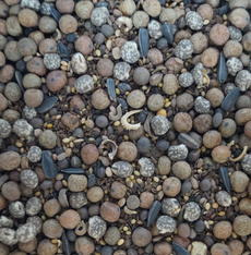 viterra® BIENE, Saatgut