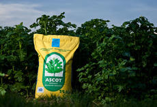 Gelbsenf Ascot, Sack vor Bestand