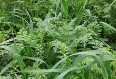 Universal_leguminosenfrei (1).jpg