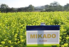 Gelbsenf MIKADO, Feldschild