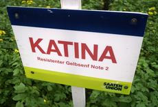 Gelbsenf KATINA, Feldschild