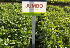 Sommerfutterraps JUMBO, Feldschild vor Parzellen 
