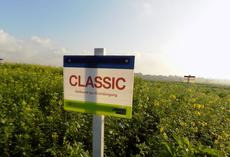 Gelbsenf CLASSIC, Feldschild vor Parzelle