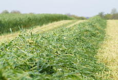 Winterroggen / Grünschnittroggen TRAKTOR, Erntegut im Schwad