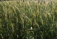 viterra ® Granopur, Bestand