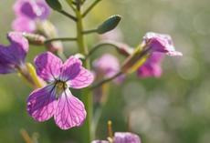 Ölrettich AMIGO, Blüte