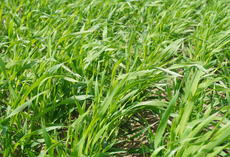 viterra ® GRANOPUR, junge Pflanzen