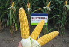 Surterra13228.jpg