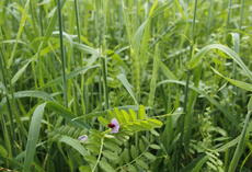viterra ® GRANOLEG, Bestand in Blüte