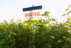 Nematodenresistenter Gelbsenf MASTER, Feldschild