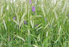 viterra ® Wickroggen, Bestand in Blüte