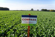 Ölrettich COMPASS, grüner Bestand