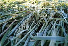 Rauhafer OTEX, bei Frost