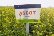 Gelbsenf ASCOT, Feldschild