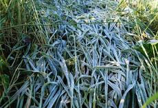 Rauhafer TRADEX, bei Frost