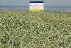 Zollernspelz
