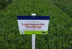 viterra® Lundsgaarder Gemenge, Feldschild vor Parzelle
