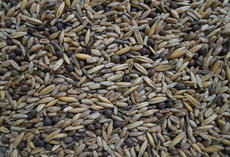 viterra ® Granoleg, Saatgut