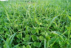 viterra® Futter, grüner Bestand