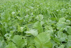 viterra ® INTENSIV, Bestand
