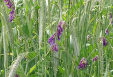 Winterwicke in Biomasse-Mischung