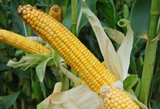 Sucorn