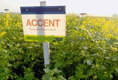 Nematodenresistenter Gelbsenf ACCENT, Feldschild