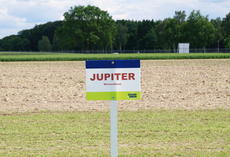 Winterrübse JUPITER, Feldschild